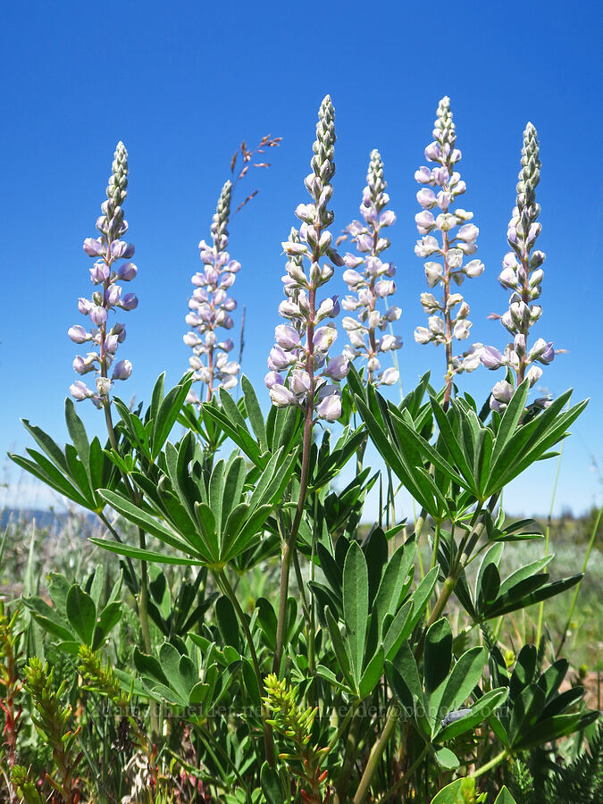 lupine (Lupinus sp.) [Diamond Peak, Wenaha-Tucannon Wilderness, Garfield County, Washington]