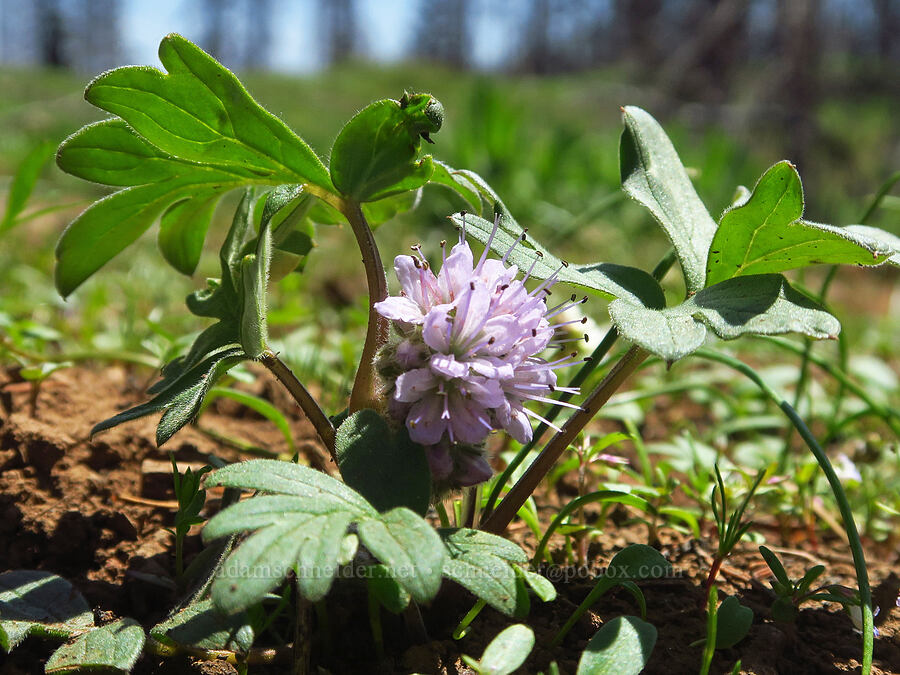 ball-head waterleaf (Hydrophyllum capitatum var. capitatum) [Diamond Peak, Wenaha-Tucannon Wilderness, Garfield County, Washington]