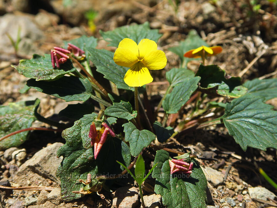 goose-foot violet (Viola purpurea) [Mount Misery Trail, Wenaha-Tucannon Wilderness, Garfield County, Washington]