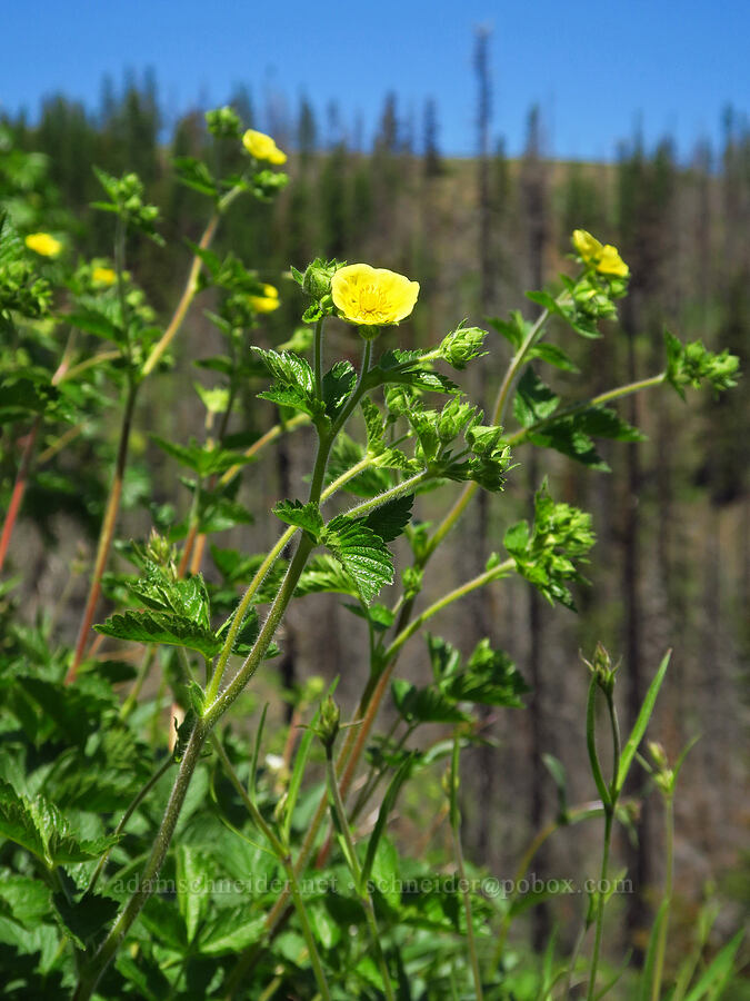 Idaho sticky cinquefoil (Drymocallis glabrata (Potentilla glandulosa var. intermedia)) [Mount Misery Trail, Wenaha-Tucannon Wilderness, Garfield County, Washington]