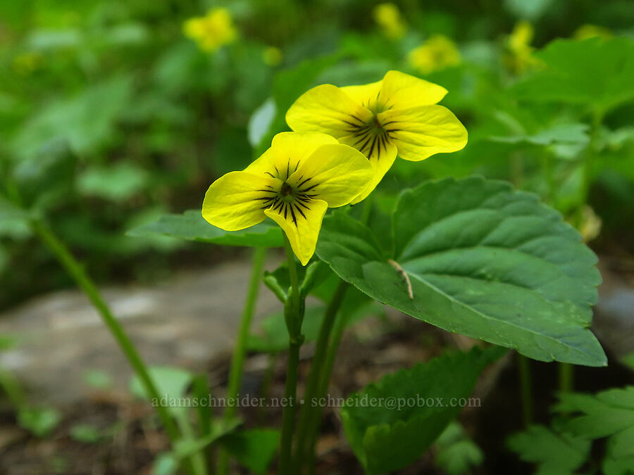 pioneer violets (Viola glabella) [Mount Misery Trail, Wenaha-Tucannon Wilderness, Garfield County, Washington]
