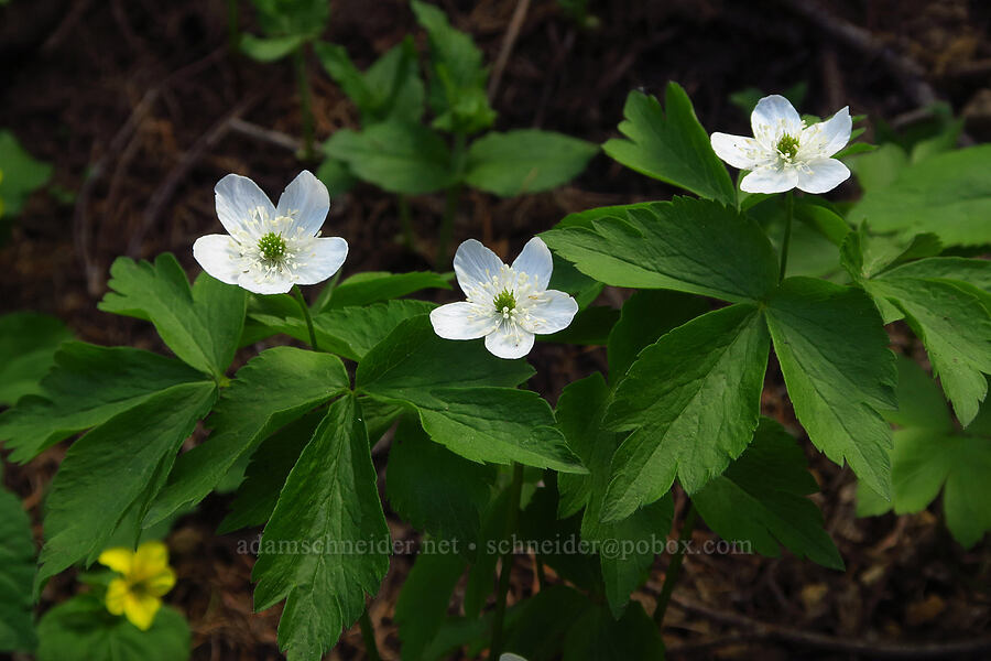Piper's anemones (Anemone piperi (Anemonoides piperi)) [Forest Road 4030, Umatilla National Forest, Garfield County, Washington]