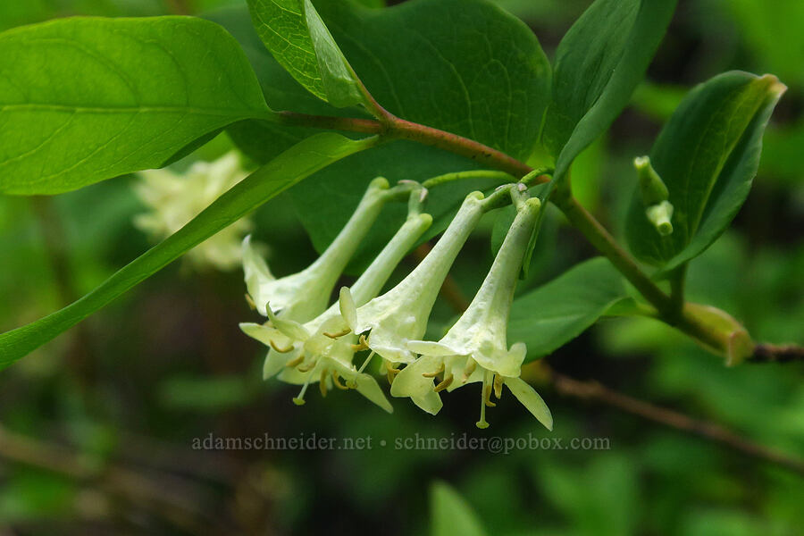 Utah honeysuckle (Lonicera utahensis) [Forest Road 4030, Umatilla National Forest, Garfield County, Washington]