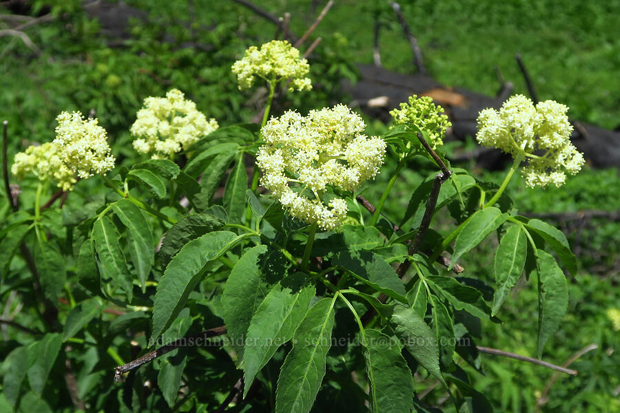 red elderberry flowers (Sambucus racemosa) [Forest Road 4030, Umatilla National Forest, Garfield County, Washington]