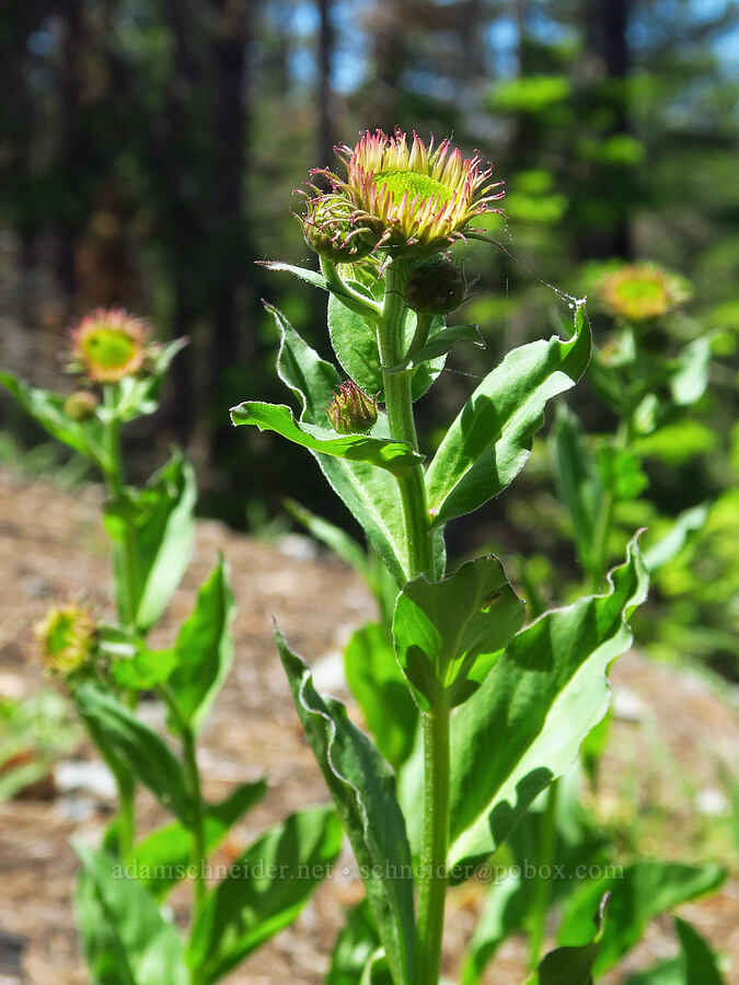 subalpine fleabane, budding (Erigeron glacialis var. glacialis) [Forest Road 4030, Umatilla National Forest, Garfield County, Washington]