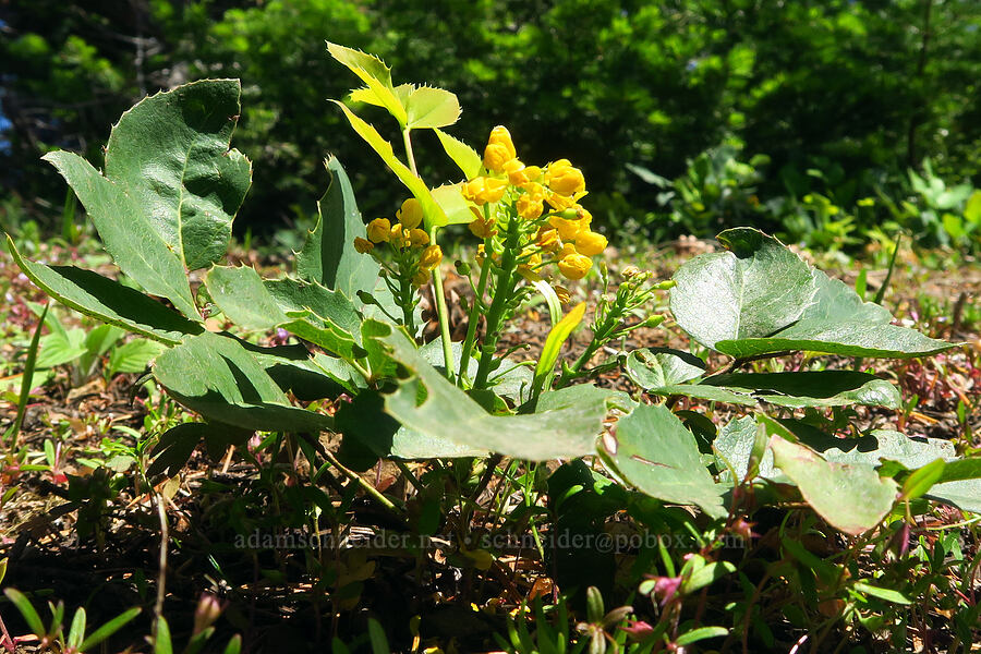 creeping Oregon-grape (Mahonia repens (Berberis repens)) [Sunset Point, Umatilla National Forest, Garfield County, Washington]