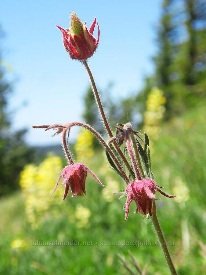 prairie smoke (Geum triflorum) [Sunset Point, Umatilla National Forest, Garfield County, Washington]