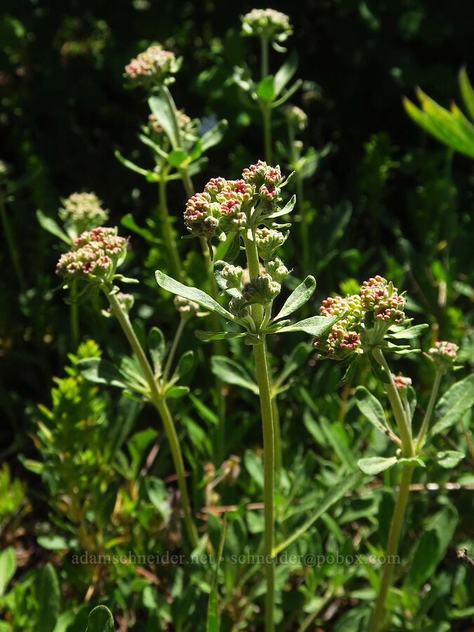 parsnip-flower buckwheat (Eriogonum heracleoides) [Sunset Point, Umatilla National Forest, Garfield County, Washington]