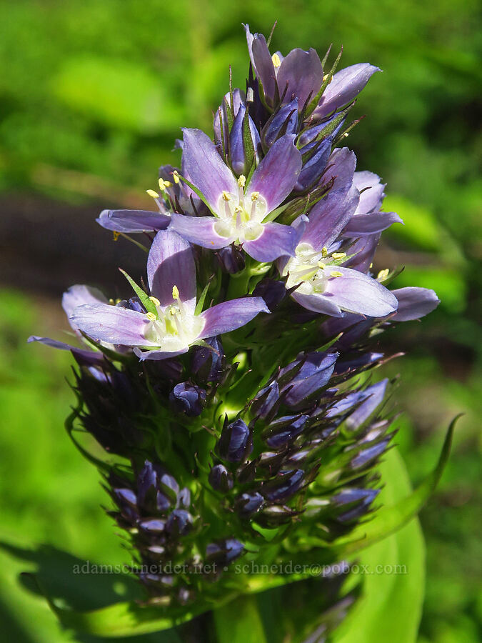 clustered green gentian (Frasera fastigiata (Swertia fastigiata)) [Hunter Spring, Umatilla National Forest, Garfield County, Washington]
