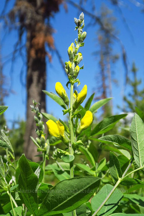 mountain golden-banner (golden pea) (Thermopsis montana) [Forest Road 4000-215, Umatilla National Forest, Garfield County, Washington]