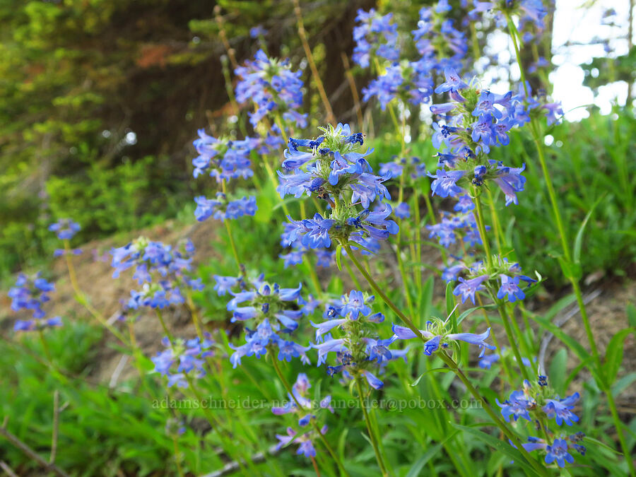 sulphur penstemon (Penstemon attenuatus var. attenuatus) [Forest Road 40, Umatilla National Forest, Garfield County, Washington]