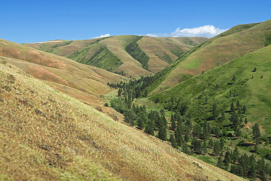Blue Mountain foothills [Blind Grade Road, Garfield County, Washington]
