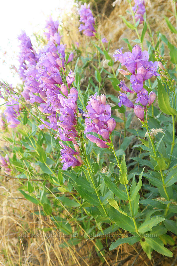 Venus penstemon (Penstemon venustus) [Blind Grade Road, Garfield County, Washington]
