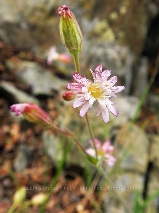Gray's catchfly (Silene grayi) [Gunsight-Humbug Ridge, Klamath National Forest, Siskiyou County, California]