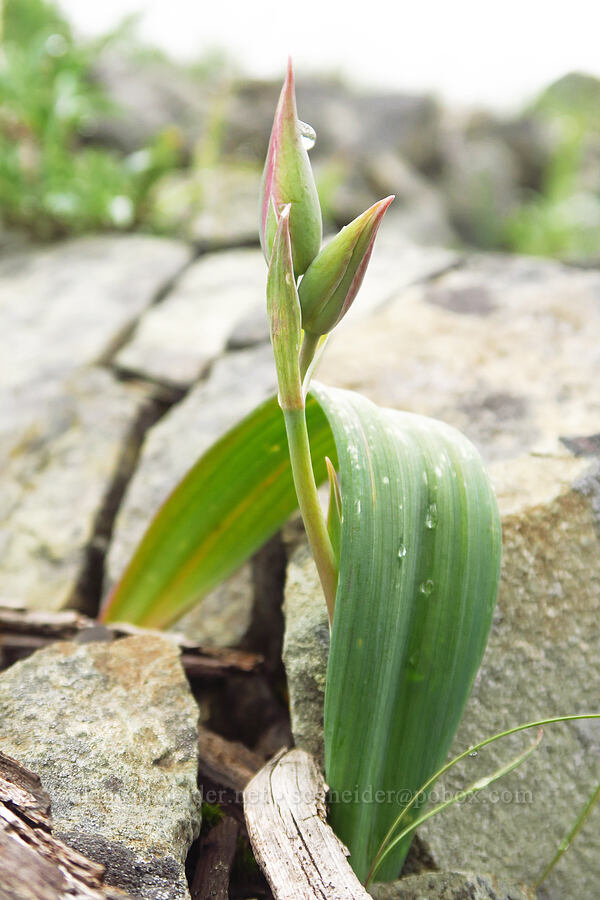 Siskiyou mariposa lily, budding (Calochortus persistens) [Gunsight-Humbug Ridge, Klamath National Forest, Siskiyou County, California]