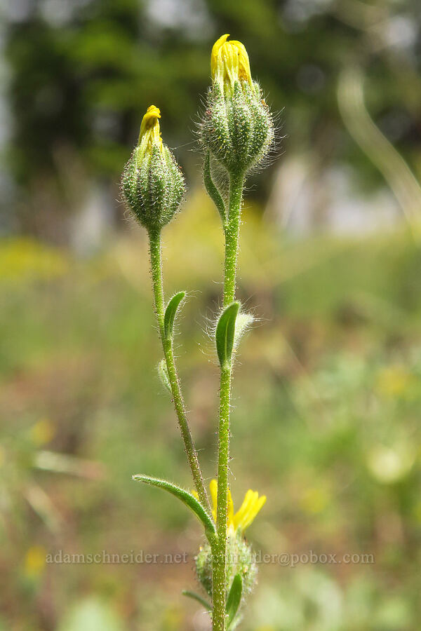 tarweed, budding (Madia gracilis) [Gunsight-Humbug Ridge, Klamath National Forest, Siskiyou County, California]