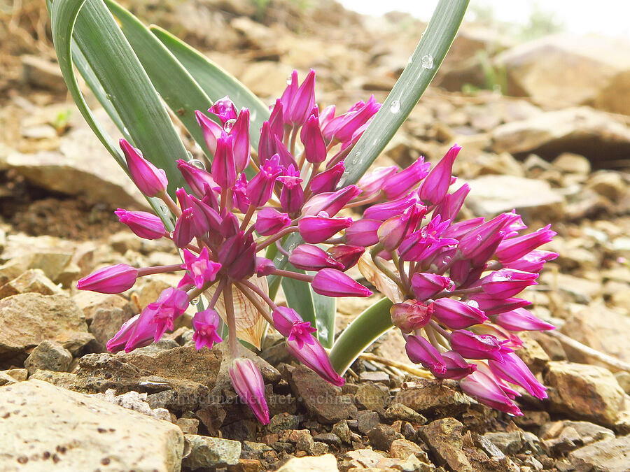 sickle-leaf onion (Allium falcifolium) [Gunsight-Humbug Ridge, Klamath National Forest, Siskiyou County, California]