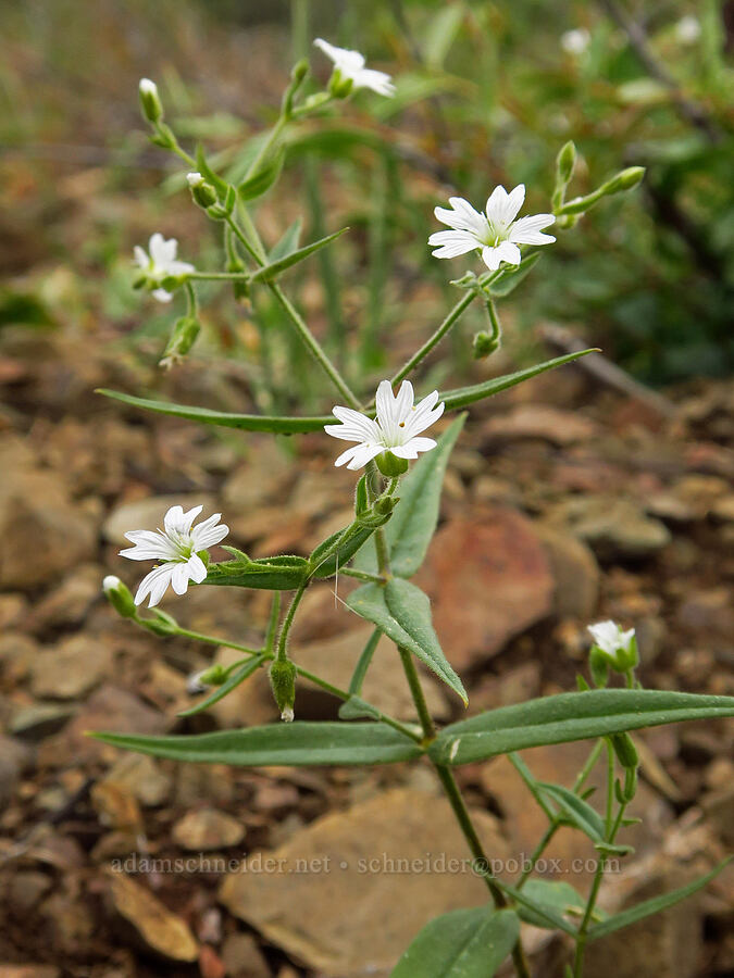 sticky starwort (Pseudostellaria jamesiana (Arenaria jamesiana)) [Gunsight-Humbug Ridge, Klamath National Forest, Siskiyou County, California]