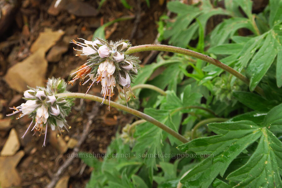 western waterleaf (Hydrophyllum occidentale) [Gunsight-Humbug Ridge, Klamath National Forest, Siskiyou County, California]