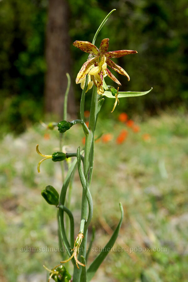 spotted mountain bells, fading (Fritillaria atropurpurea) [Gunsight-Humbug Ridge, Klamath National Forest, Siskiyou County, California]