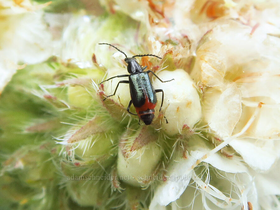 malachite beetle on serpentine phacelia (Phacelia corymbosa) [Gunsight-Humbug Ridge, Klamath National Forest, Siskiyou County, California]