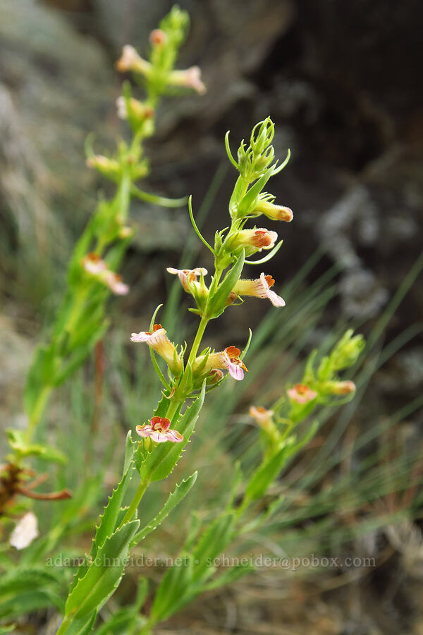 hot rock penstemon (Penstemon deustus) [Gunsight-Humbug Ridge, Klamath National Forest, Siskiyou County, California]