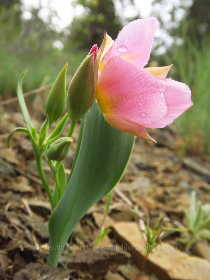 Siskiyou mariposa lily (Calochortus persistens) [Gunsight-Humbug Ridge, Klamath National Forest, Siskiyou County, California]