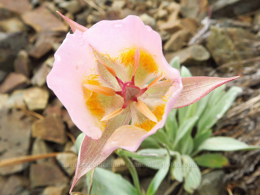 Siskiyou mariposa lily (Calochortus persistens) [Gunsight-Humbug Ridge, Klamath National Forest, Siskiyou County, California]