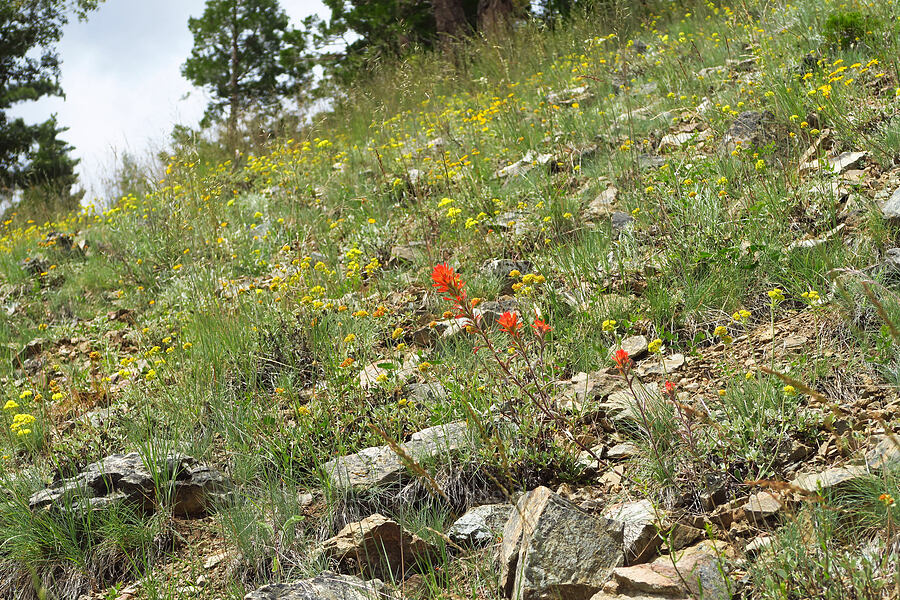 wildflowers [Gunsight-Humbug Ridge, Klamath National Forest, Siskiyou County, California]