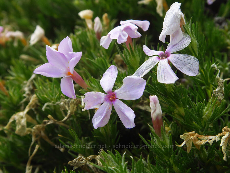Douglas' phlox (Phlox douglasii (Phlox caespitosa)) [Gunsight-Humbug Ridge, Klamath National Forest, Siskiyou County, California]