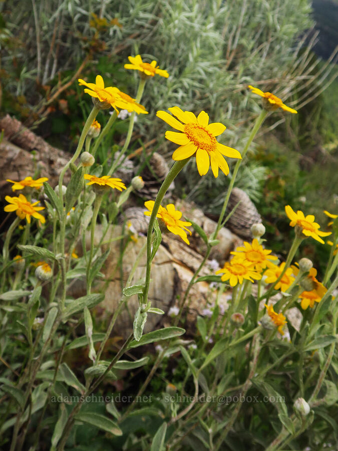 lance-leaf Oregon sunshine (Eriophyllum lanatum var. lanceolatum) [Gunsight-Humbug Ridge, Klamath National Forest, Siskiyou County, California]