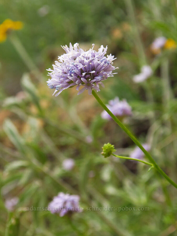 blue-head gilia (Gilia capitata) [Gunsight-Humbug Ridge, Klamath National Forest, Siskiyou County, California]