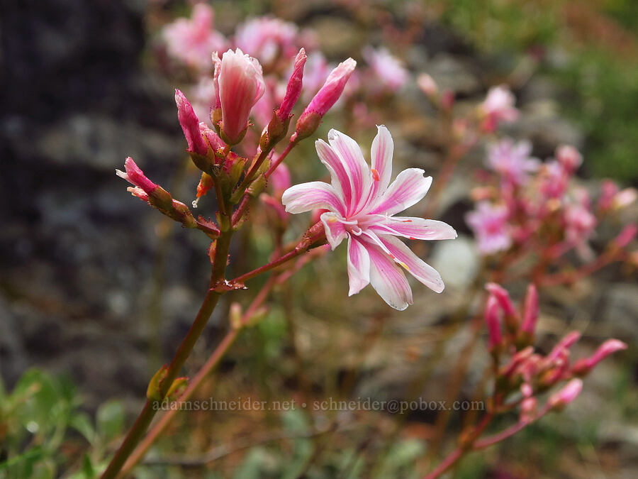Siskiyou lewisia (Lewisia cotyledon var. cotyledon) [Gunsight-Humbug Ridge, Klamath National Forest, Siskiyou County, California]