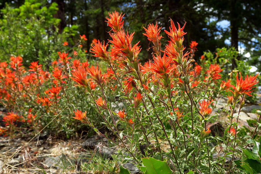 wavy-leaf paintbrush (Castilleja applegatei var. pinetorum) [Gunsight-Humbug Ridge, Klamath National Forest, Siskiyou County, California]