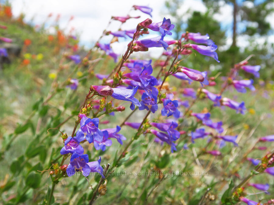 azure penstemon (Penstemon azureus) [Gunsight-Humbug Ridge, Klamath National Forest, Siskiyou County, California]