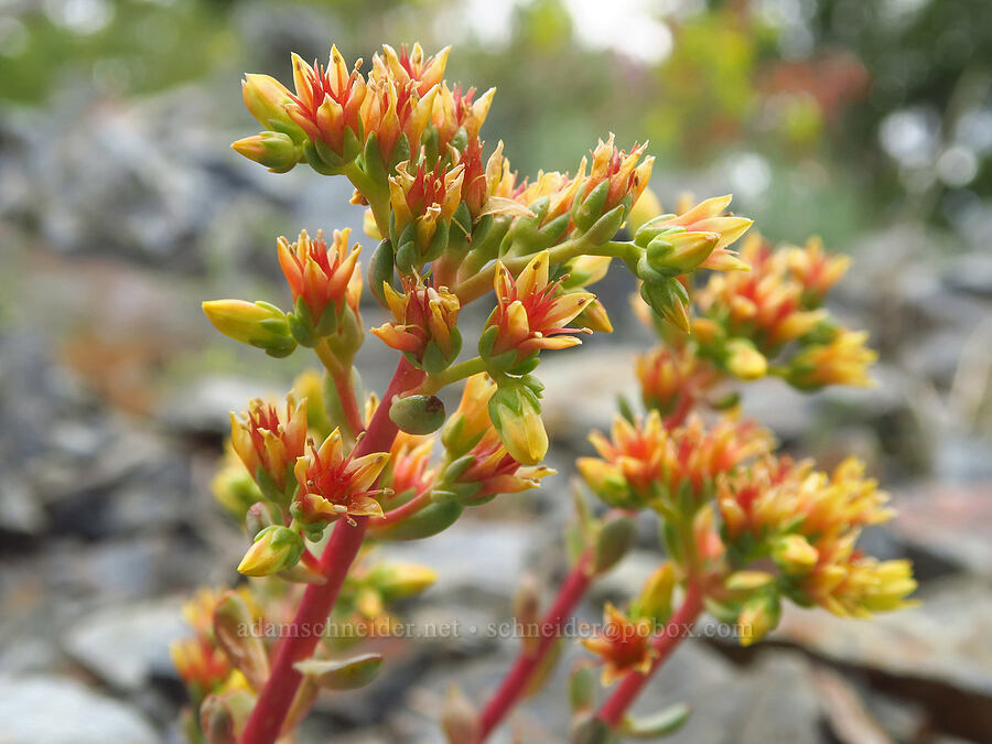 creamy stonecrop (Sedum oregonense) [Gunsight-Humbug Ridge, Klamath National Forest, Siskiyou County, California]