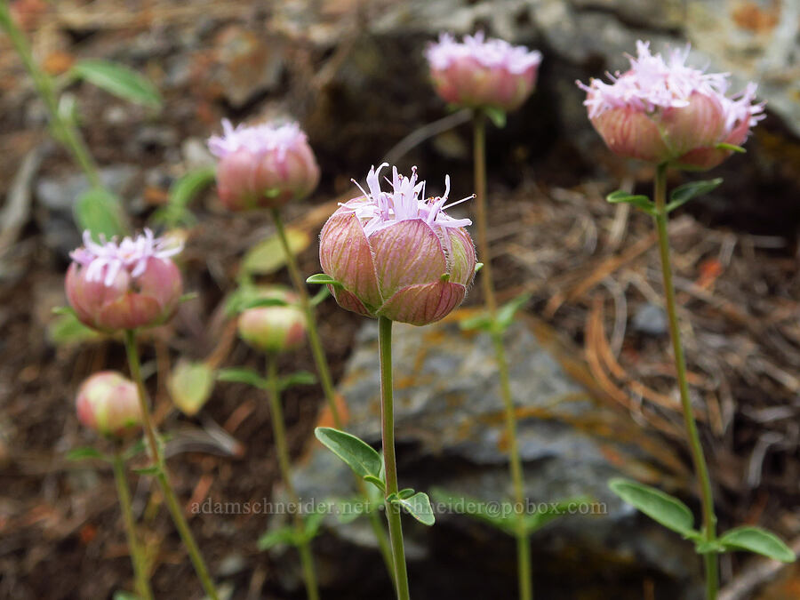 coyote mint (Monardella odoratissima ssp. glauca) [Gunsight-Humbug Ridge, Klamath National Forest, Siskiyou County, California]