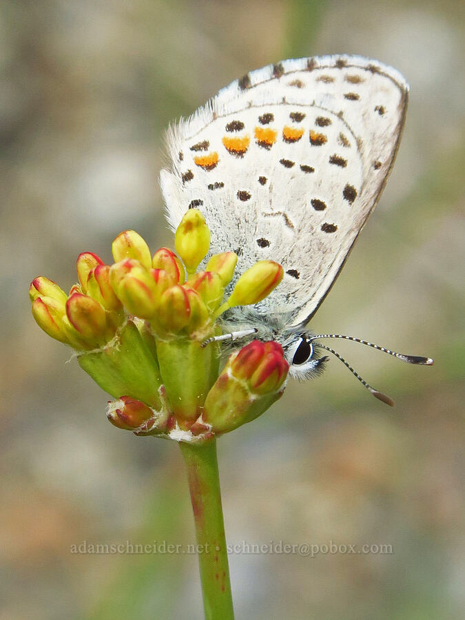 dotted blue butterfly on naked buckwheat (Euphilotes sp., Eriogonum nudum var. nudum) [Gunsight-Humbug Ridge, Klamath National Forest, Siskiyou County, California]