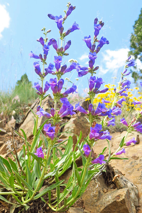 showy penstemon (Penstemon speciosus) [Gunsight-Humbug Ridge, Klamath National Forest, Siskiyou County, California]