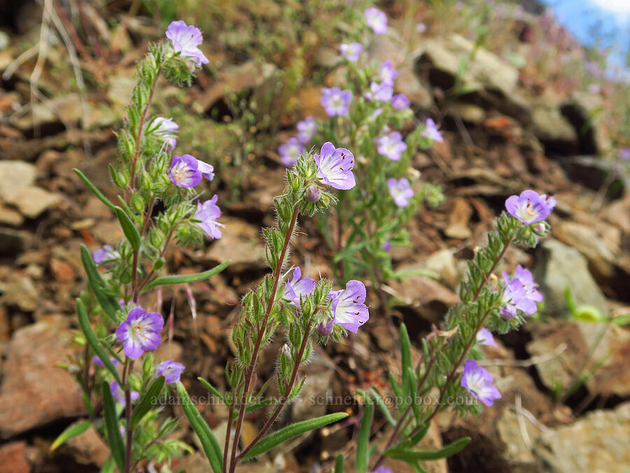 thread-leaf phacelia (Phacelia linearis) [Gunsight-Humbug Ridge, Klamath National Forest, Siskiyou County, California]