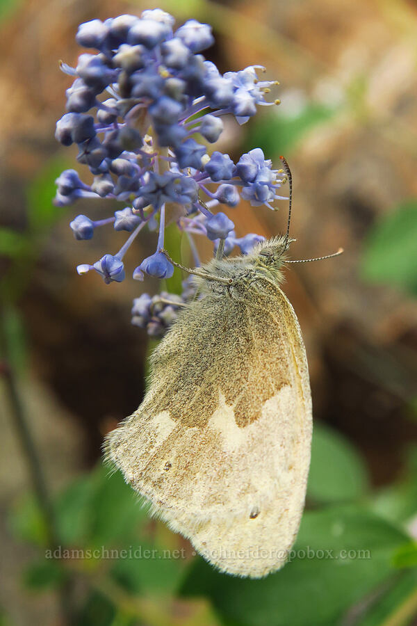 ringlet butterfly on deer-brush (Coenonympha california (Coenonympha tullia california), Ceanothus integerrimus) [Gunsight-Humbug Ridge, Klamath National Forest, Siskiyou County, California]