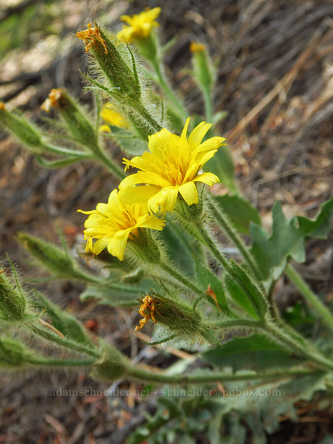 mountain hawksbeard (Crepis monticola) [Gunsight-Humbug Ridge, Klamath National Forest, Siskiyou County, California]