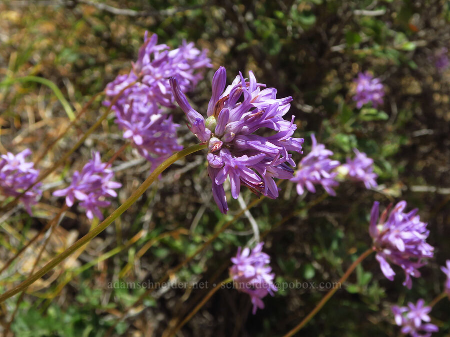 round-tooth ookow (Dichelostemma multiflorum (Brodiaea multiflora)) [Gunsight-Humbug Ridge, Klamath National Forest, Siskiyou County, California]