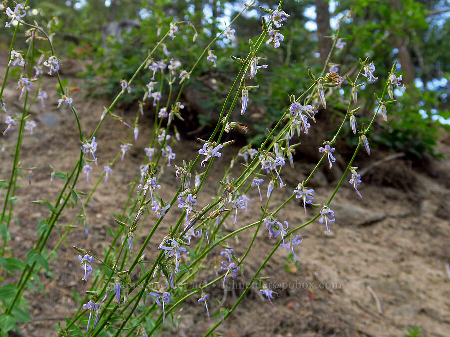 California harebells (Smithiastrum prenanthoides (Campanula prenanthoides) (Asyneuma prenanthoides)) [Gunsight-Humbug Ridge, Klamath National Forest, Siskiyou County, California]