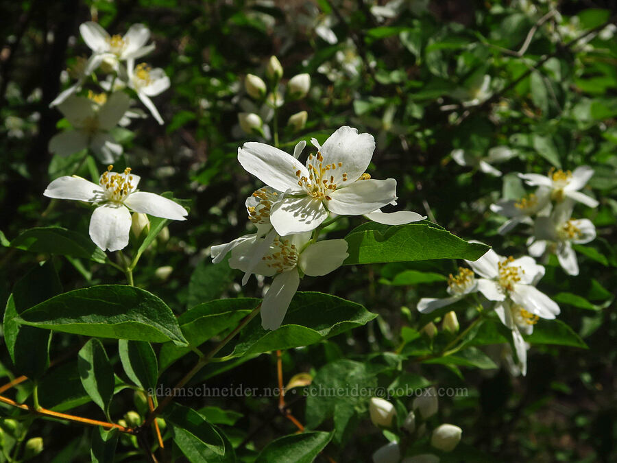 mock-orange (Philadelphus lewisii) [Humbug Creek Road, Klamath National Forest, Siskiyou County, California]