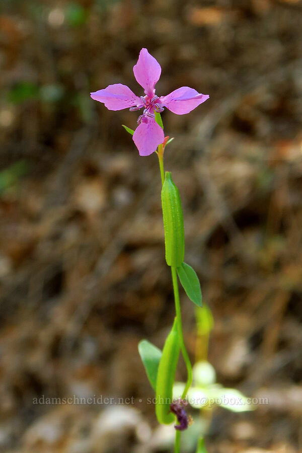 diamond clarkia (Clarkia rhomboidea) [Humbug Creek Road, Klamath National Forest, Siskiyou County, California]