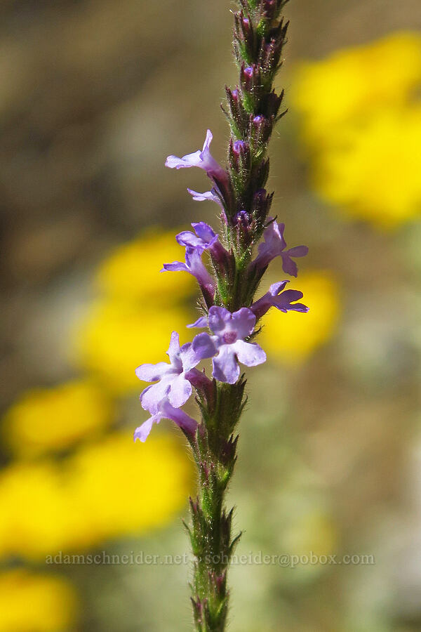 western vervain (Verbena lasiostachys) [Humbug Creek Road, Klamath National Forest, Siskiyou County, California]