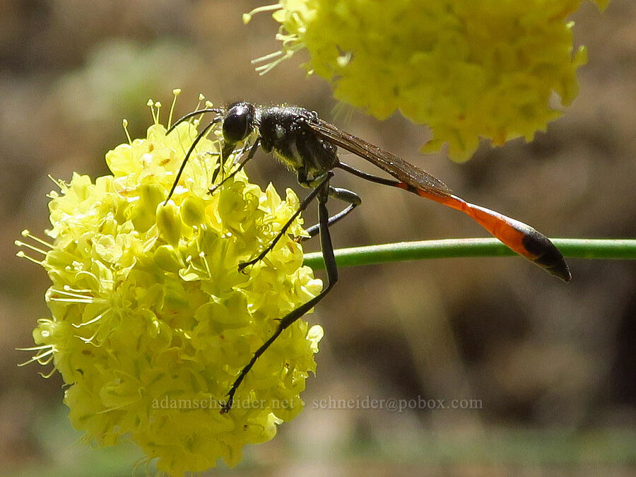 sand wasp on naked buckwheat (Eriogonum nudum, Ammophila sp.) [Humbug Creek Road, Klamath National Forest, Siskiyou County, California]