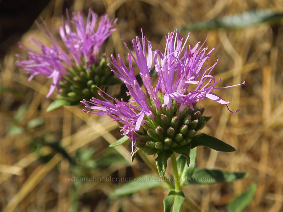 Shelton's coyote mint (Monardella sheltonii (Monardella villosa ssp. sheltonii)) [Humbug Creek Road, Klamath National Forest, Siskiyou County, California]