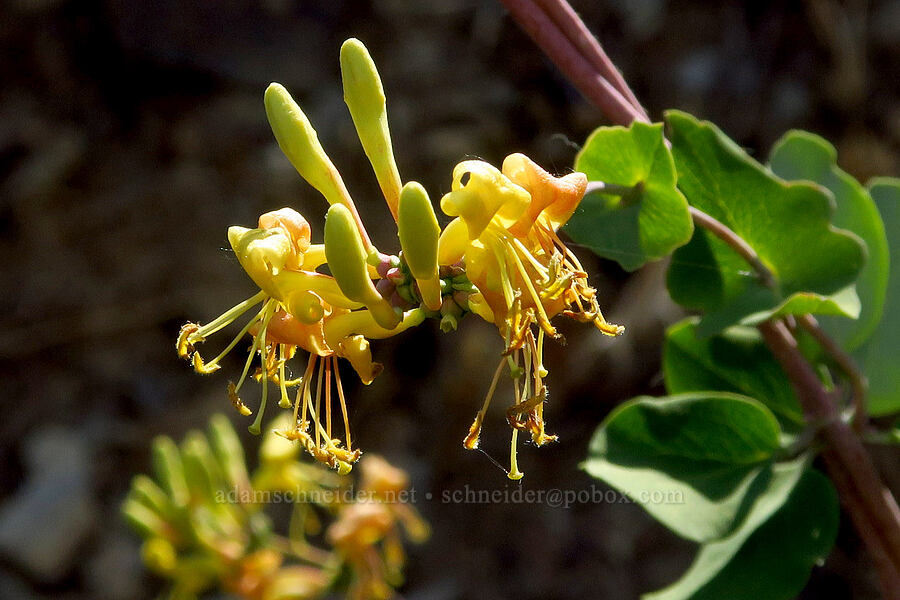 chaparral honeysuckle (Lonicera interrupta) [Klamath River Road, Klamath National Forest, Siskiyou County, California]